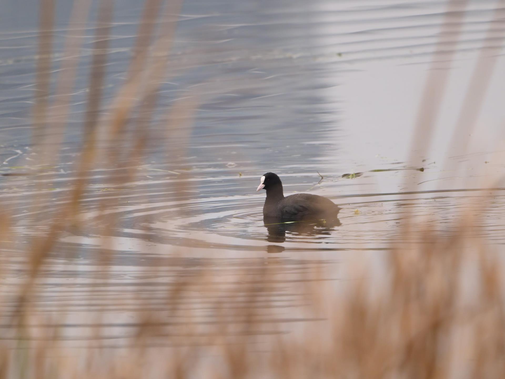 ΰ�¹���(victor1946)�ٷ���վ-Officials Website