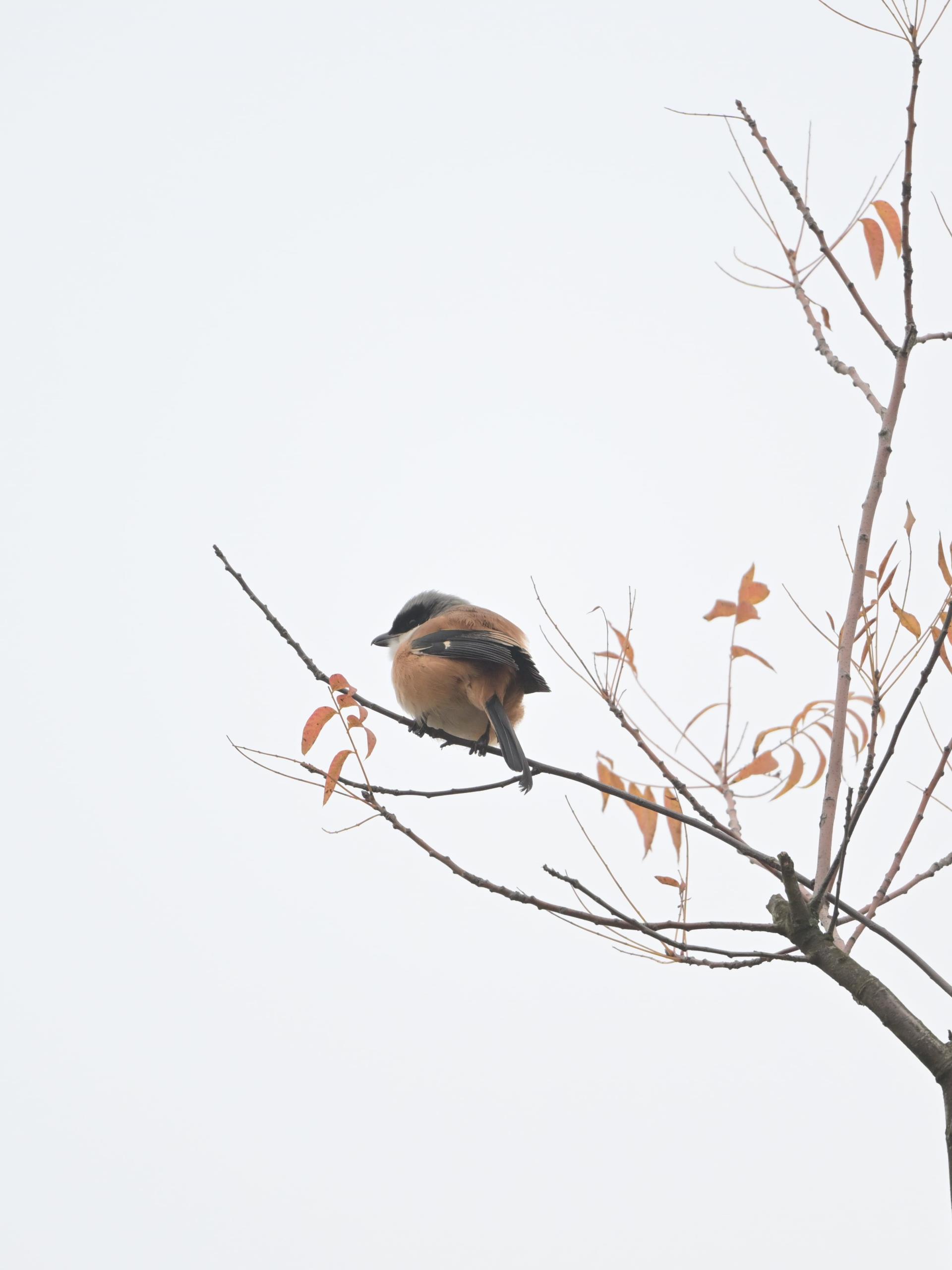 ΰ�¹���(victor1946)�ٷ���վ-Officials Website